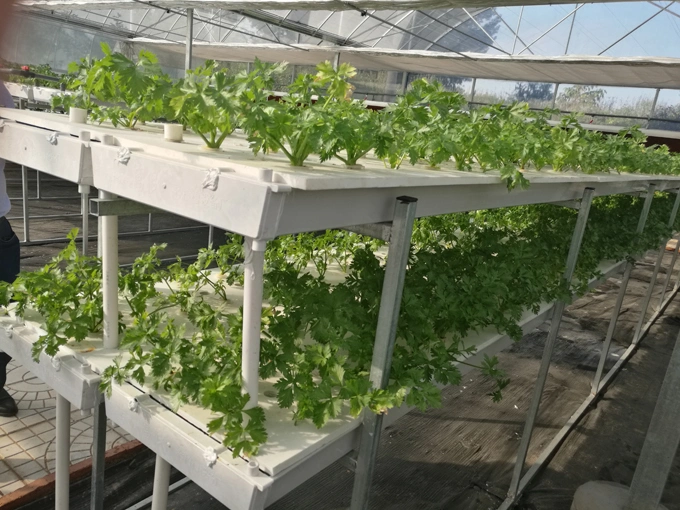 Agricultural Greenhouse Dwc Nft Floating Hydroponics Culture System Used by Plastic Tank for Pakchoi