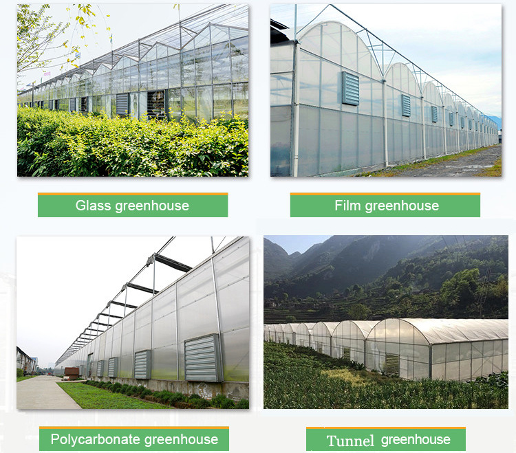 Venlo Glass Greenhouse for Vegetable Tomato Strawberry Cucumber Pepper