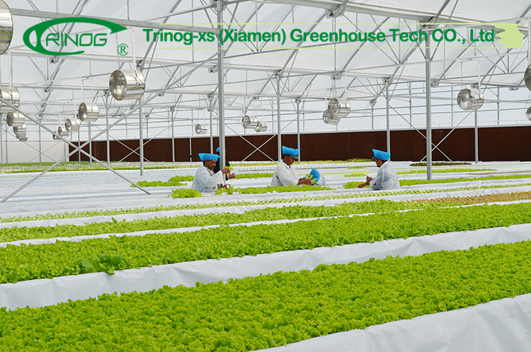 Cheap Agricultural Cultivation Hydroponics System Multi-span Film Greenhouse
