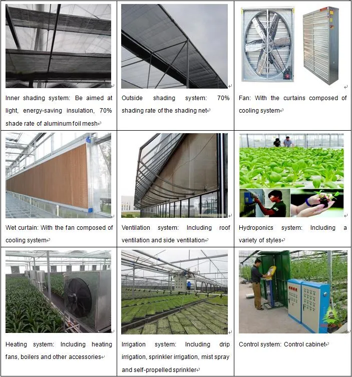 Made in China Prefabricated/Ready Venlo/Gothic Greenhouse for Hydroponic Growing Cucumber/Flower/Tomato