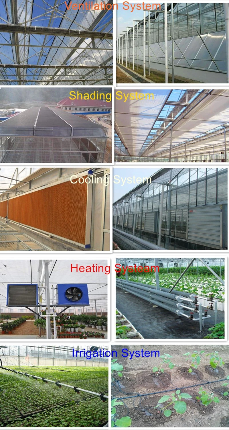 Modern Agriculture Vegetable Greenhouse Glass Greenhouse for Lettuce