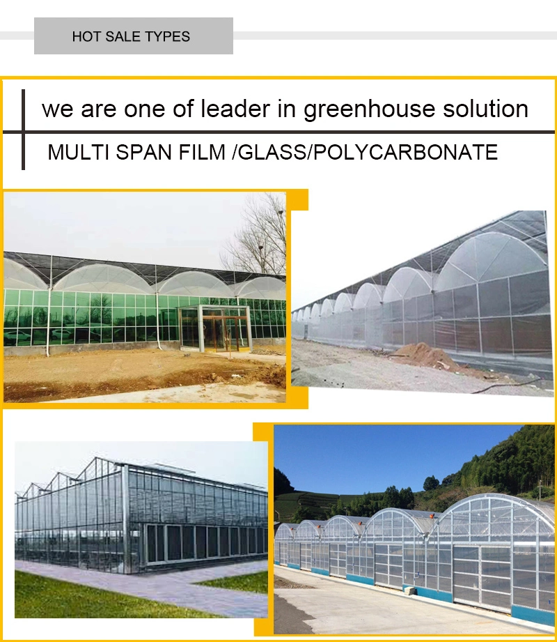 Venlo Type Glass Covering Open Roof Commercial Greenhouse for Sale