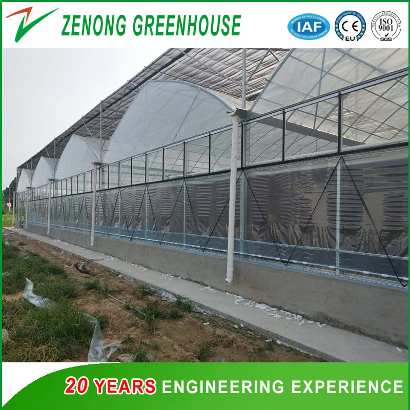 Multi Tunnel Film Greenhouse for Vegetables/Flowers/Hydroponics/Tomato/Strawberry