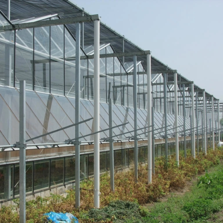 Multi- Tunnel Low Cost Venlo Greenhouse with Galvanized Steel Frame