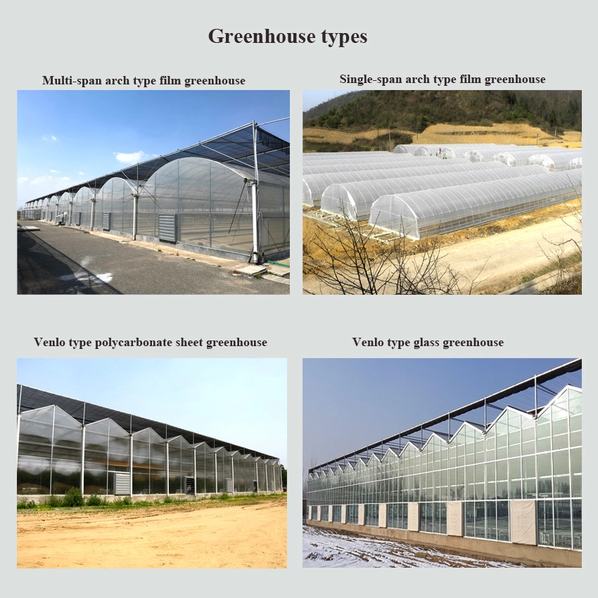 Hot-Sale Venlo Type Glass Greenhouse for Tomatoes/ Cucumber/ Lettuce