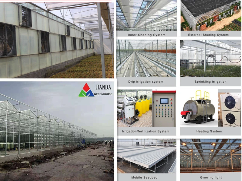 Venlo Roof Polycarbonate Greenhouse Panels Toughened Glass Greenhouse