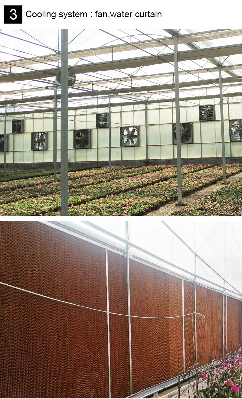 Commercial Vegetable Low Cost Multi Span Greenhouse with Hydroponics System