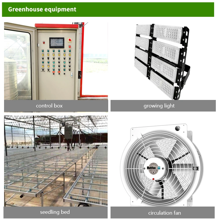 Low Cost Hydroponic Growing Tunnel Multi Span Plastic Film Greenhouses for Sale