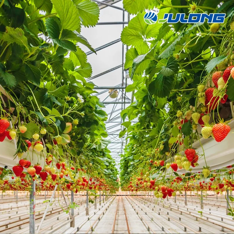 China Suppliers Polycarbonate Greenhouse with Seeded/Hydroponics System for Lettuce/Tomato/Cucumber Growing