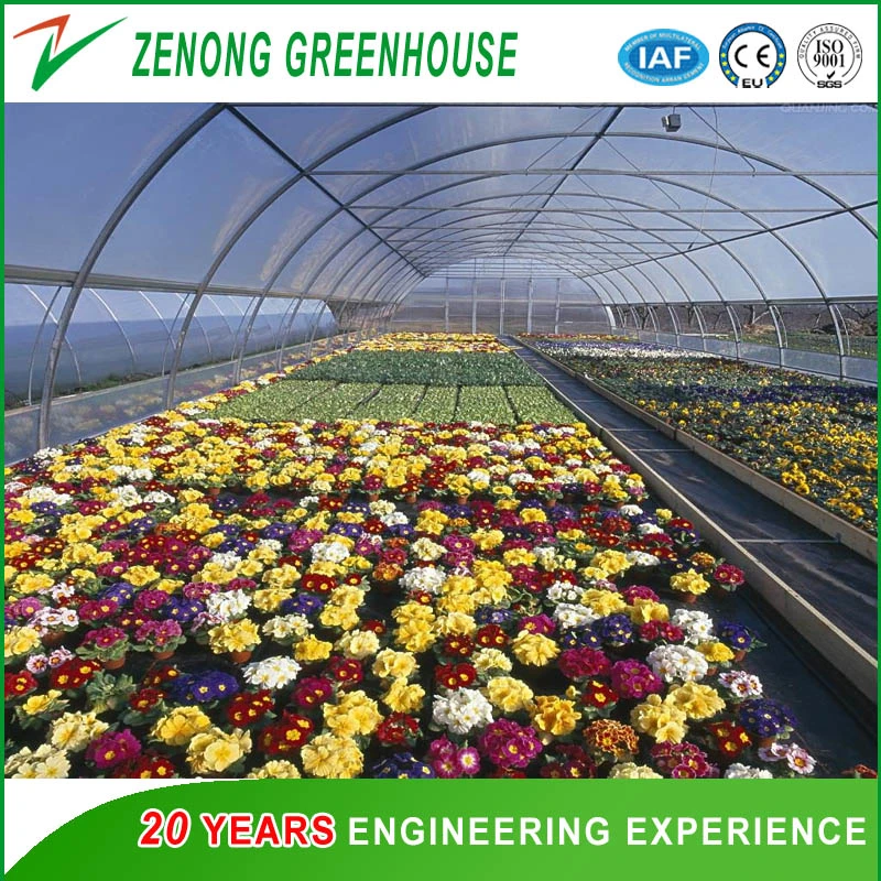 High Quality Low Price 8m Span 3.2m Height Small Greenhouse with Single Span