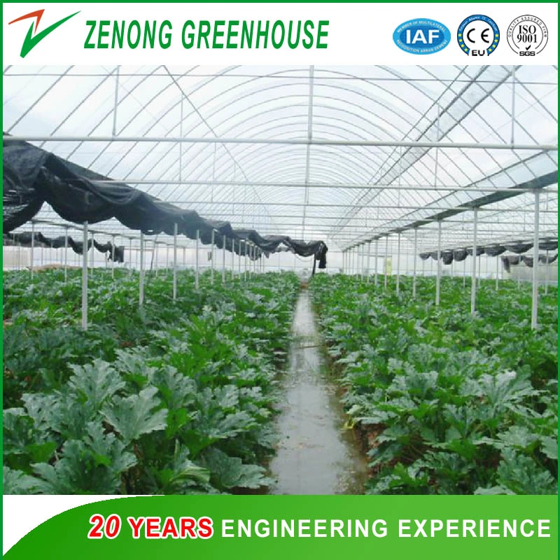 Large Size Multispan Plastic Film Covered Arch Greenhouse for Tomato/Cucumber/Melon/Strawberry