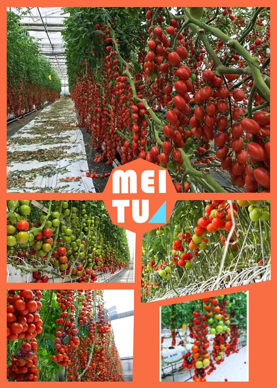 Hot DIP Galvanized Steel Structure Agricultural Multi Tunnel Greenhouse for Tomato Hydroponics System Farm