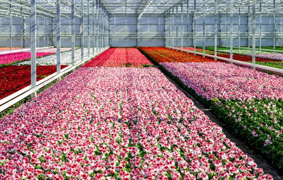 Venlo Glass Greenhouse for Vegetable Tomato Strawberry Cucumber Pepper