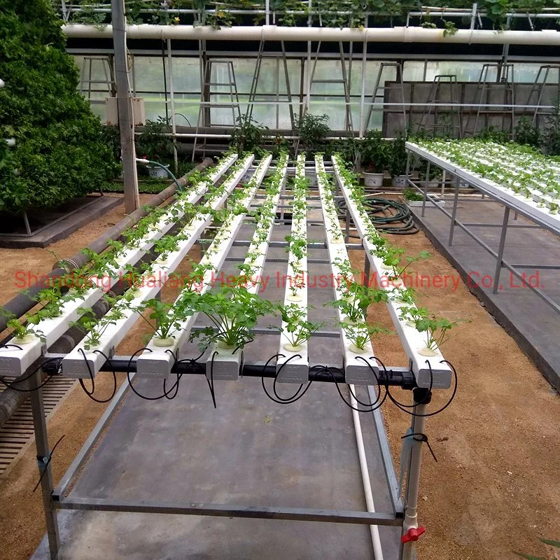Commercial Lettuce Growing Greenhouse Used Horizontal Nft Channel Hydroponics System