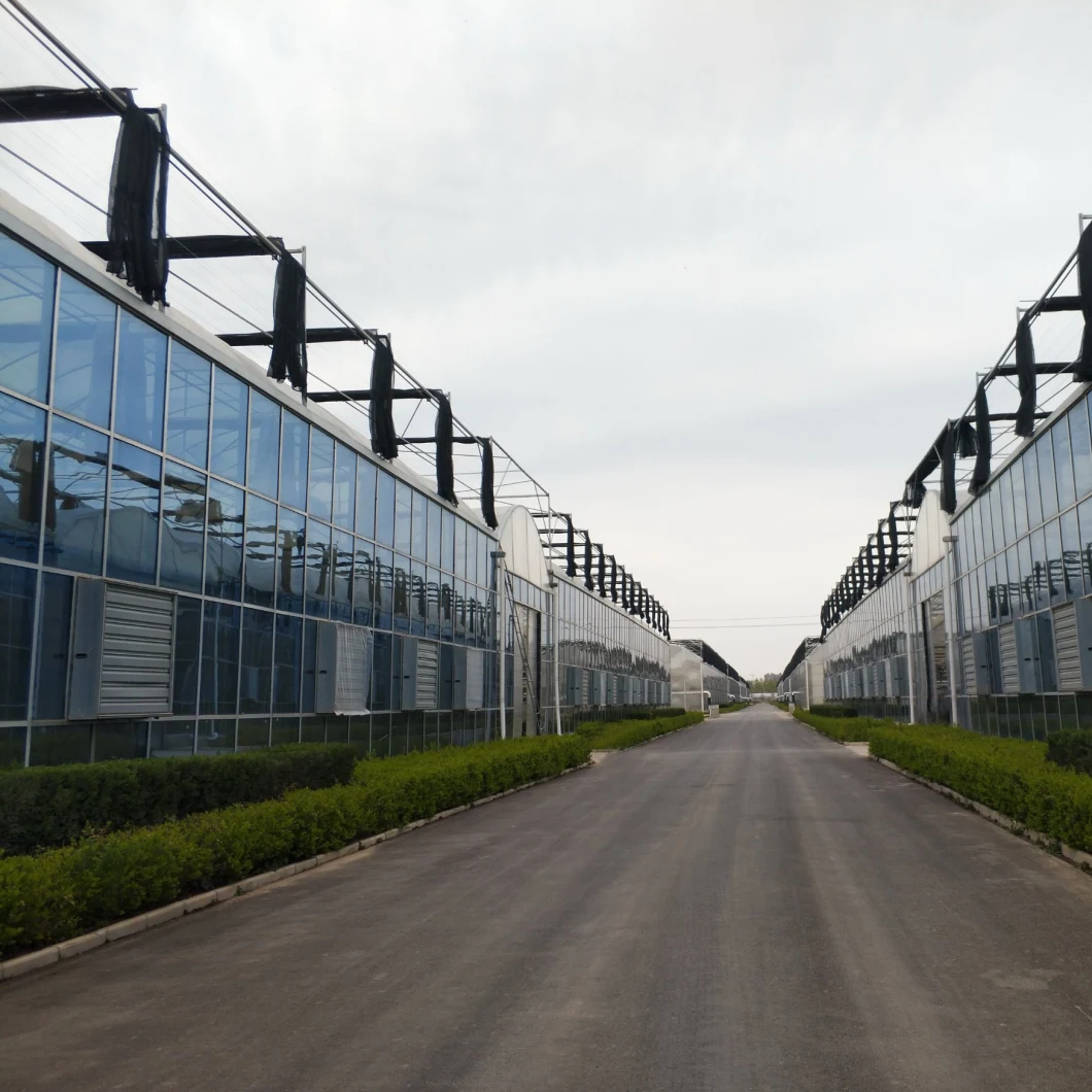 Glass Venlo Greenhouse with Tunnel