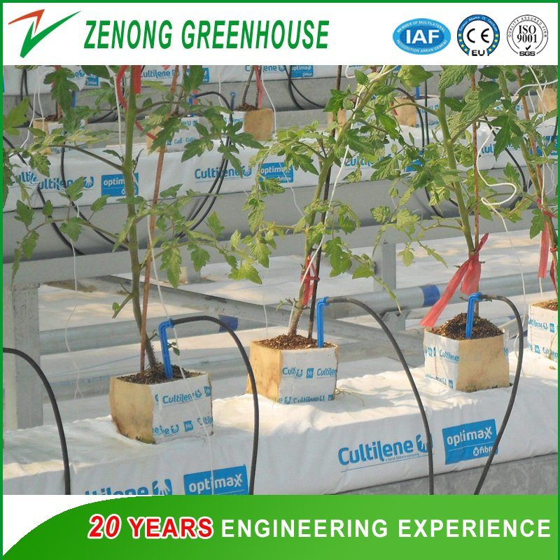 Commercial Multi-Span PC Sheet Intelligent Greenhouse for Tourism/Flower Market/Seedling Breeding