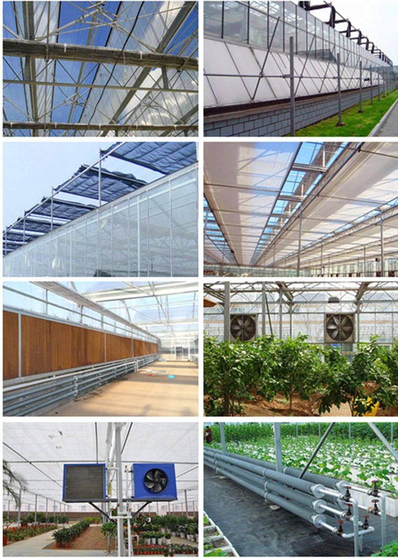 Top Quality Multi-Span Polycarbonate/PC Greenhouse for Seed Breeding/Hydroponic Cultivation