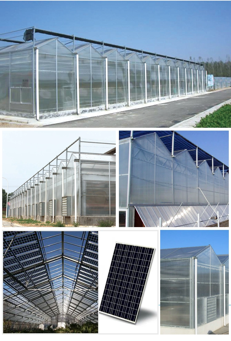 Commercial Turnkey Poly Climate Control Multi-Span Farm Multi PC Sheet Greenhouse
