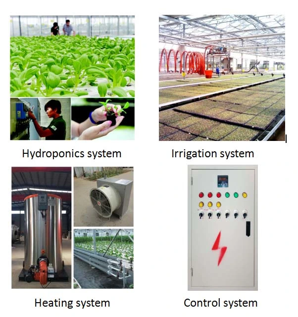 Economical and Practical Film Tunnel Greenhouse with Hydroponics System for Rose/Tomato/Strawberry/Lettuce/Cucumber Planting