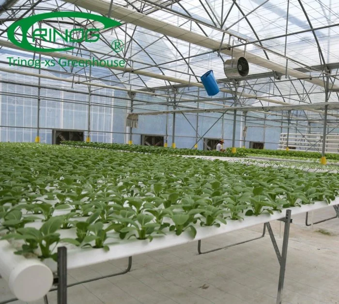 Commercial Gutter Connected Film Greenhouse with cucumber hydroponic