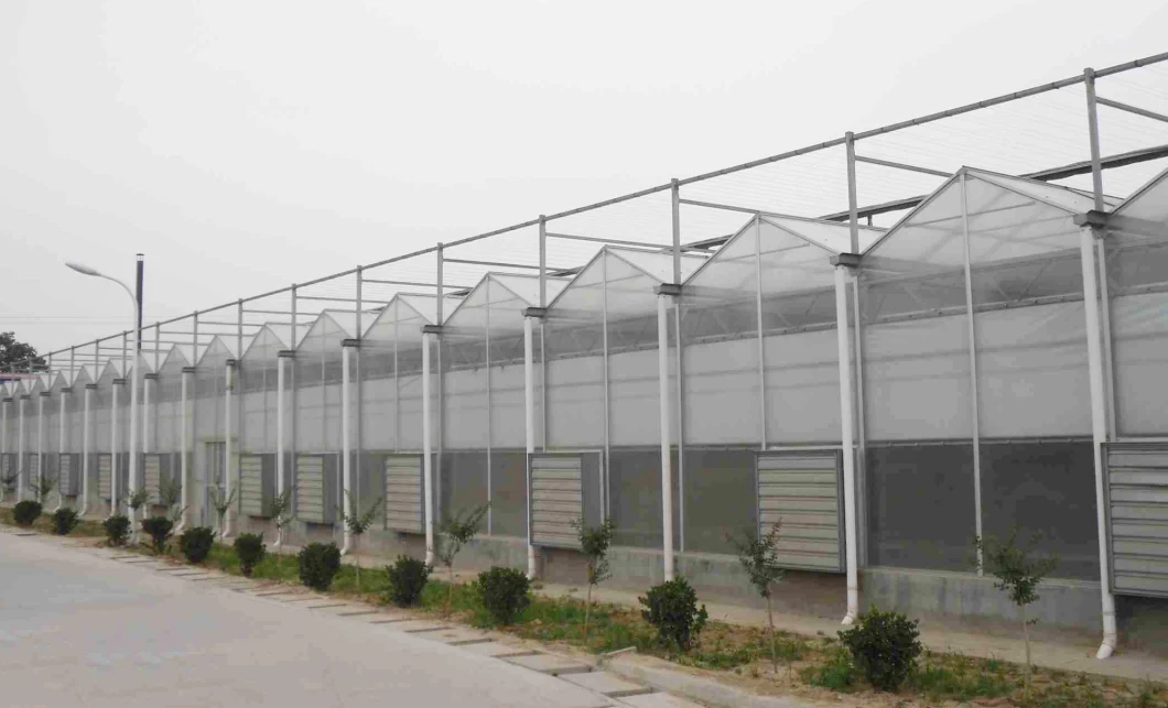 Multi-Span PC Sheet Garden Greenhouse with Hydroponic Growing Systems