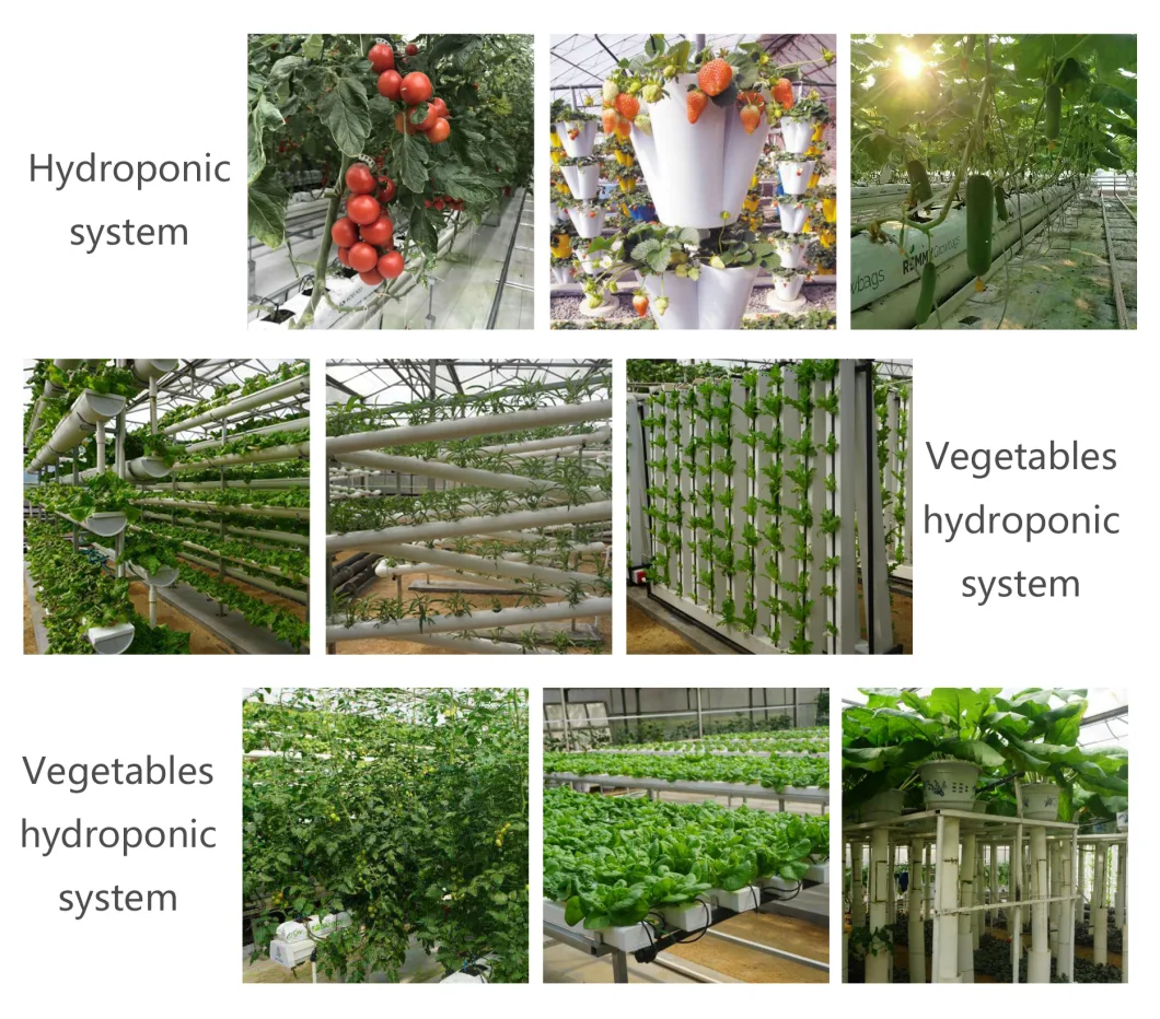 Multi-Span Greenhouses Glass Greenhouse for Agricultural