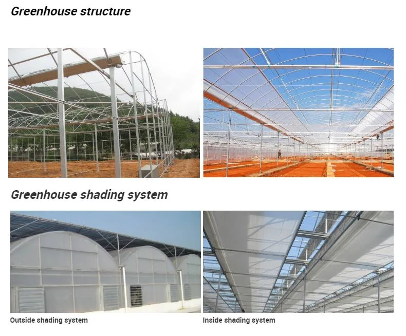Top Quality Multi-Span Tunnel Film Greenhouse for Tomatoes/ Cucumbers/ Lettuces