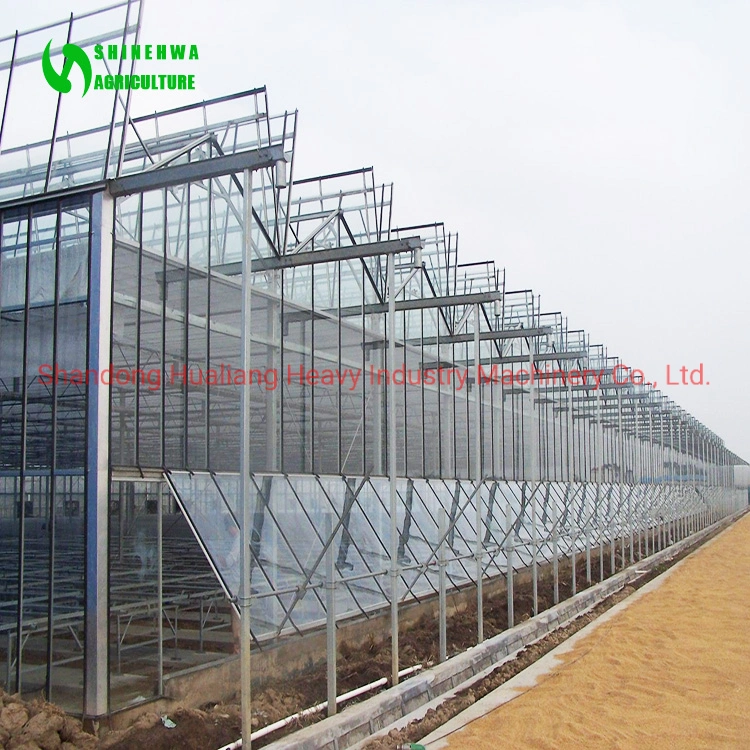 Large Commercial Glass Greenhouse for Cannabis Farming