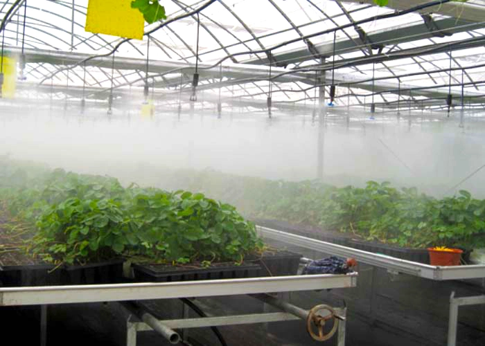 Multi Span Plastic Film Greenhouse Greenhouse for Planting/Breeding/Shading