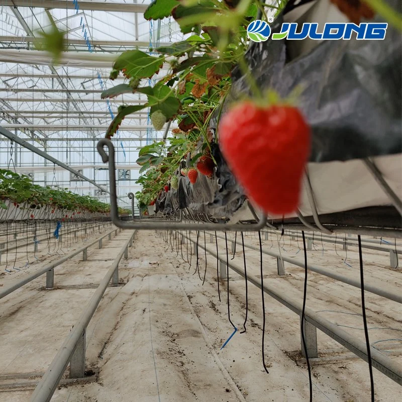 Hot Sale Poly Dutch Type Venlo Polycarbonate Greenhouse for Agriculture Vegetable Garden Planting