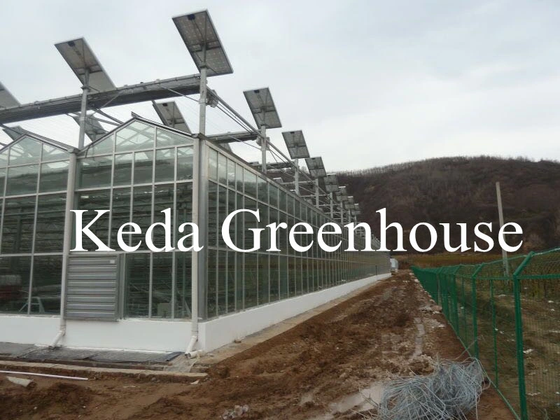 Venlo Type Glass Covered Agricultural Greenhouse for Seeds Growing