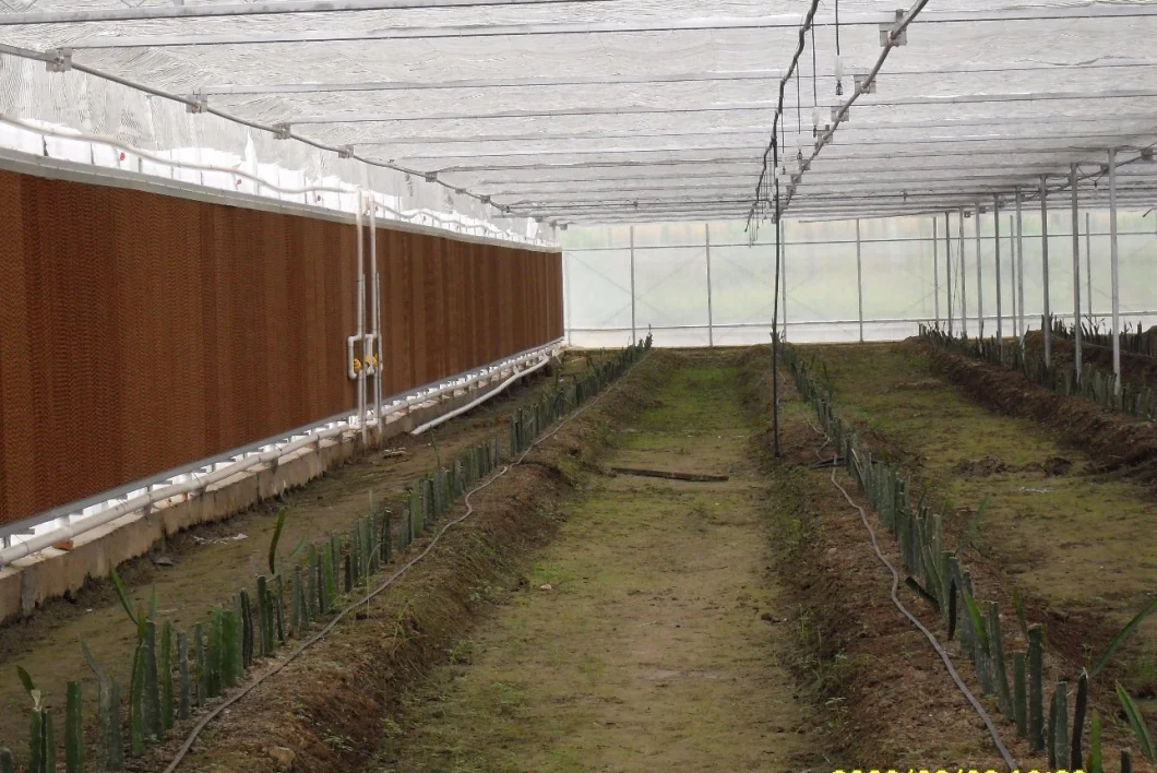 Polyethylene/Plastic Film Vertical Farming Companies Greenhouse Hydroponics for Vegetables/Flowers/Fruit/Gardens