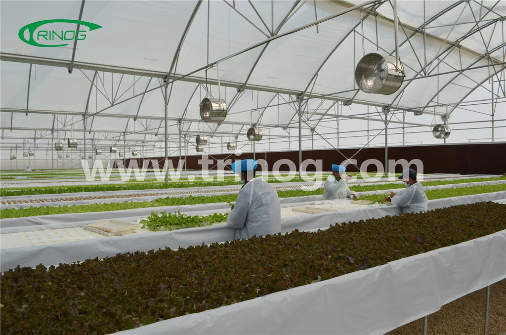 High tech hydroponics system for cucumber growing in greenhouse