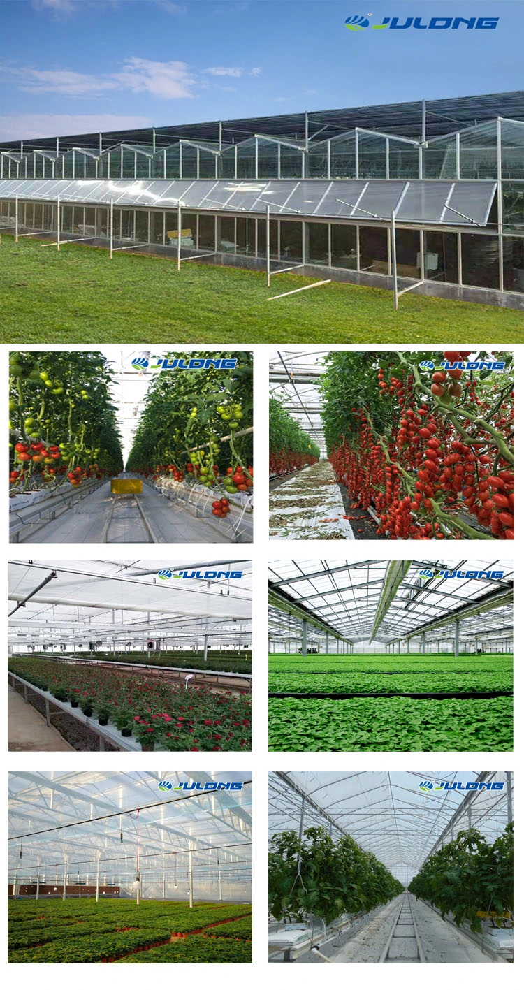 One Stop Service Supplier Venlo Tomato Hydroponic System High Tech PC Sheet Polycarbonate Greenhouse