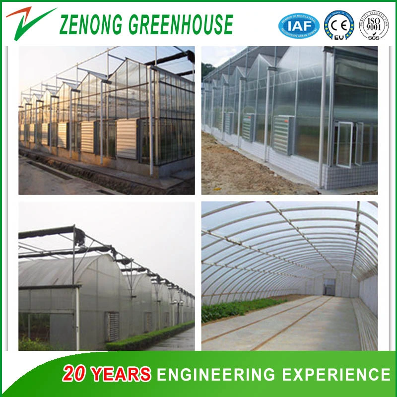 Low Cost Hot Sale Agricultural/Commercial Plastic Film Greenhouse Philippines