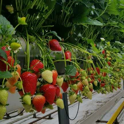 Automatic Shading System Multi-Span Greenhouse