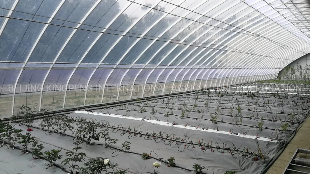 Agriculture Hot Sale Single Span Greenhouse for Lettuce/Chili/Cucumber/Tulip/Tree