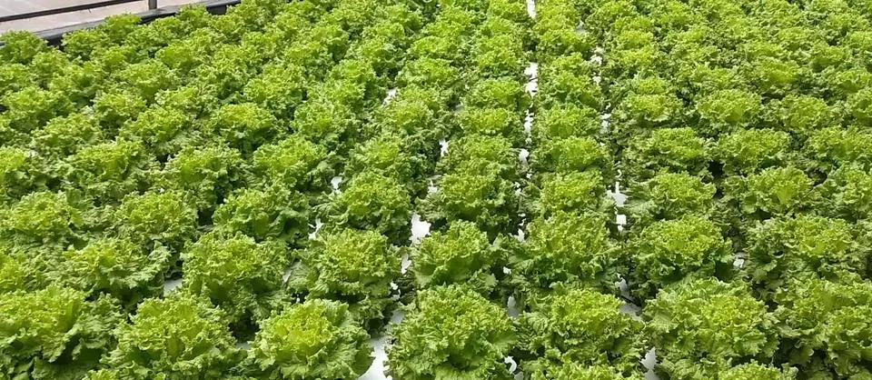 Greenhouse Agricultural Dft Floating Hydroponics System for Cultivate/Tomato/Cucumber/ Cabbage/ Pepper