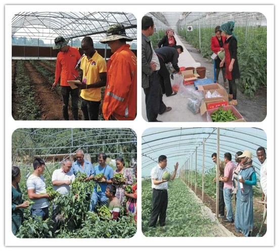 Multi Tunnel Film Greenhouse for Vegetables/Flowers/Hydroponics/Tomato/Strawberry