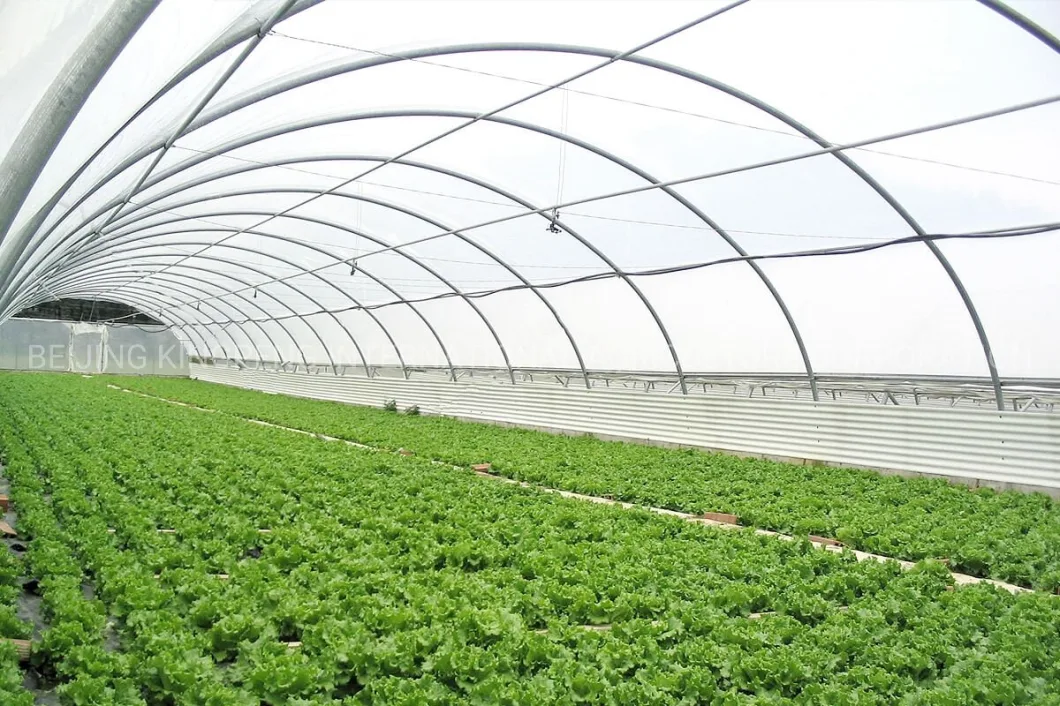 Plastic Film Vegetable Greenhouse for Leaf Tomato Cucumber