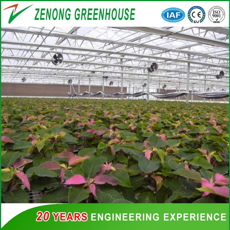Top Quality Multi-Span Polycarbonate/PC Greenhouse for Seed Breeding/Hydroponic Cultivation