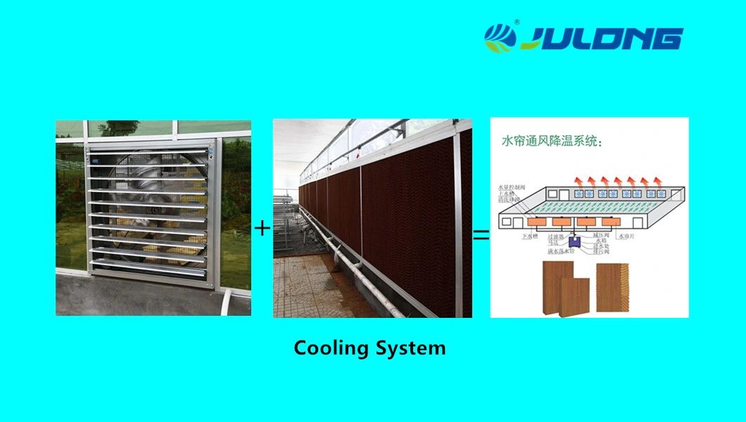 Hydroponic Equipment China Supplier Vegetable Growing Commercial Greenhouse with Low Cost