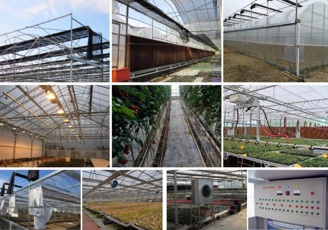 Multi-Span Greenhouses Glass Greenhouse for Agricultural