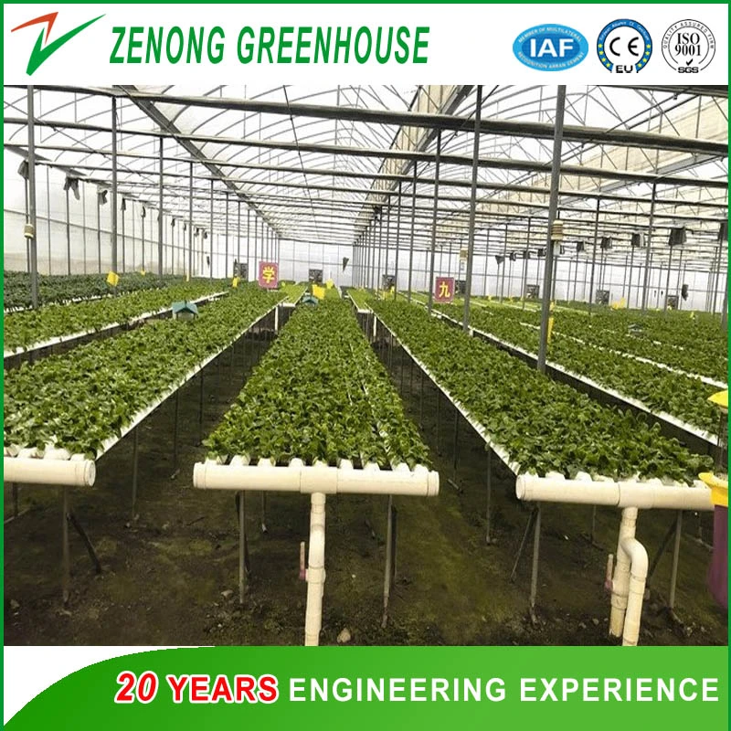 Large Size Multispan Arch Type Plastic Film Covered Greenhouse for Tomato/Cucumber/Melon/Strawberry