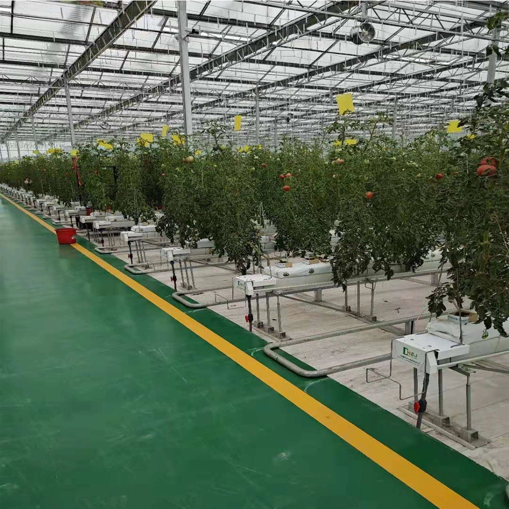 Agricultural Large-Scale Intelligent Cultivation Hydroponic System, Glass Greenhouse Soilless Cultivation, Tomato Greenhouse Planting Greenhouse