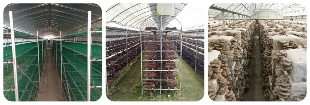 Econimic High Tunnel Mushroom Greenhouse with Shading Net