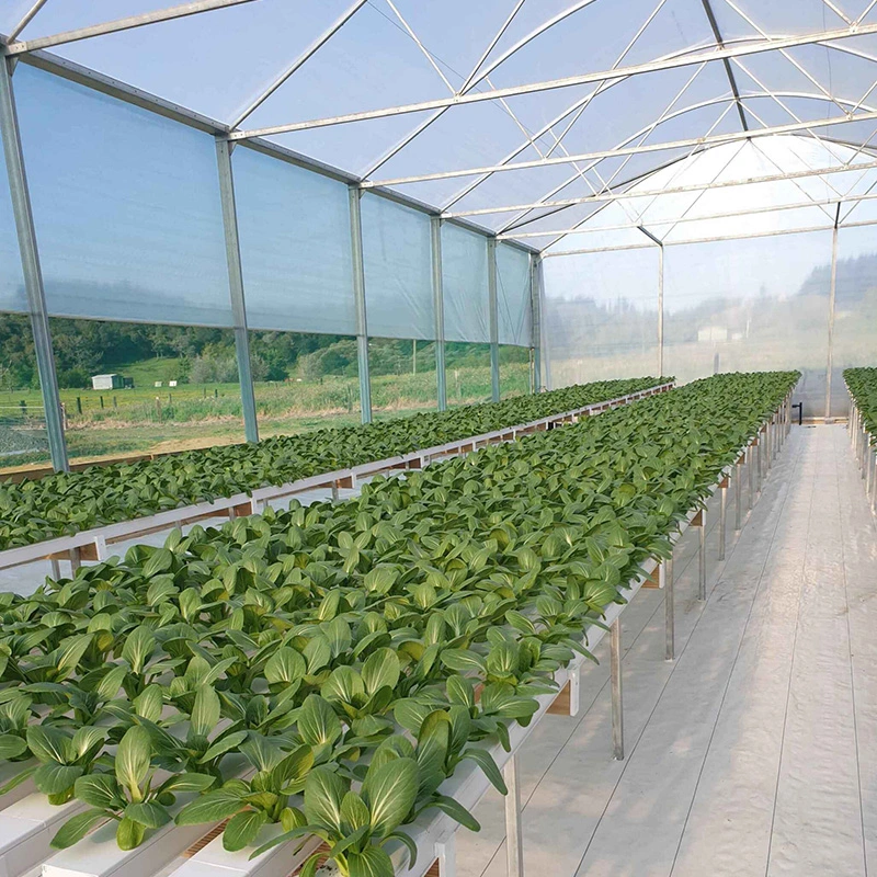 Greenhouse Hydroponic Nft Channel Growing System for Leafy Vegetables