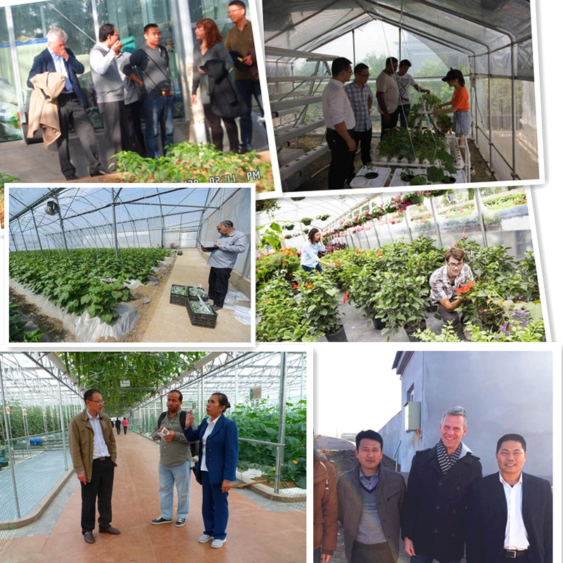 Low Cost Hot Sale Agricultural/Commercial Plastic Film Greenhouse Philippines