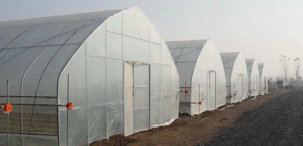 Agricultural/Commercial Single Span/Cheap Tunnel/Gothic Plastic Film Hydroponic Greenhouse for Tomatoes Lettuce Cucumber