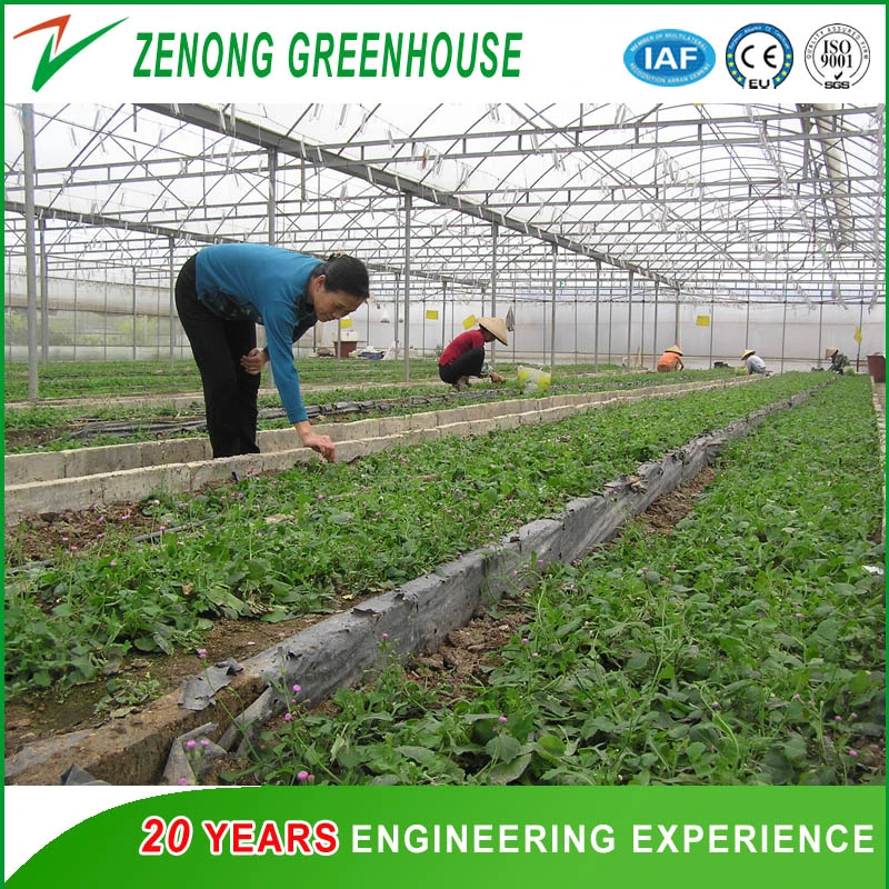 Plastic Film Covered Simple Greenhouse Solar Greenhouse Suitable for Vegetables